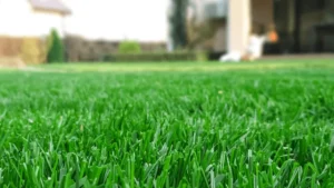 a beautiful green lawn